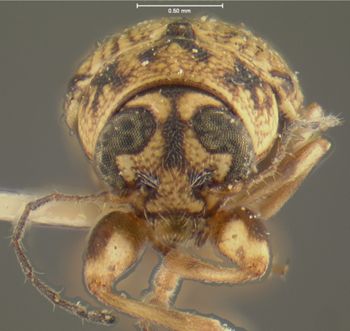 Media type: image;   Entomology 24969 Aspect: head frontal view